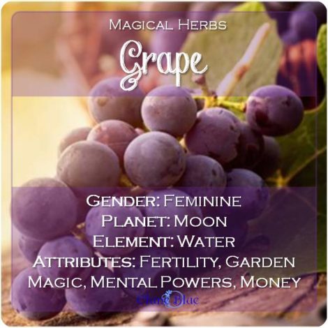 Grape Magical Meaning | Grape Magical Properties | Magical Herbs - Elune Blue
