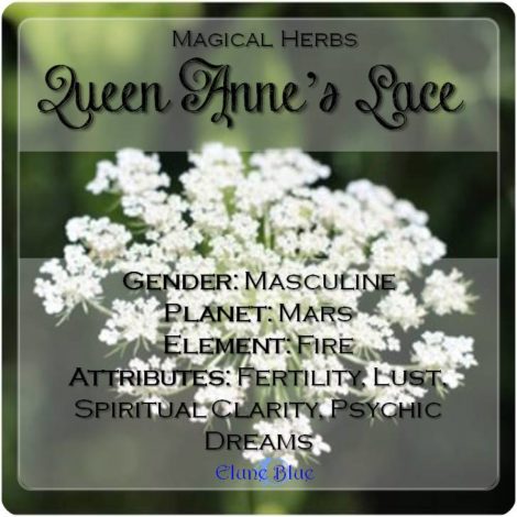 Queen Anne's Lace Magical Meaning | Queen Anne's Lace Magical Properties | Magical Herbs - Elune Blue