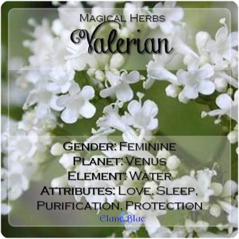 Valerian Magical Meaning | Valerian Magical Properties | Magical Herbs - Elune Blue