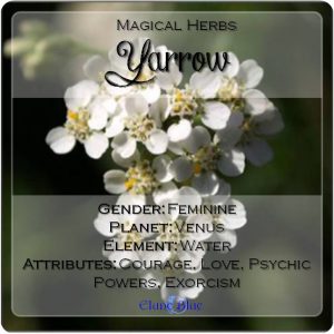 Yarrow Magical Meaning | Yarrow Magical Properties | Magical Herbs - Elune Blue