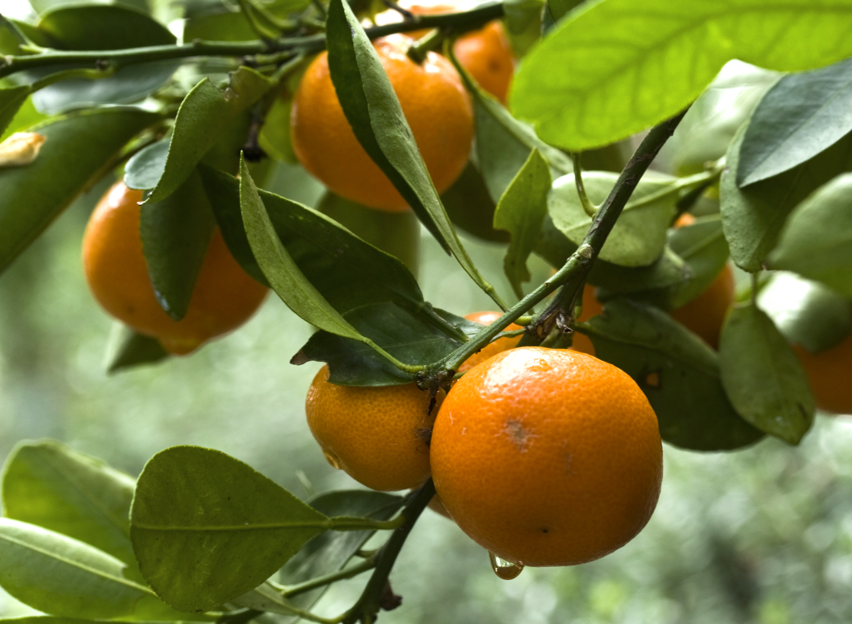 Climbing Orange Tree Seeds — Jack Seeds