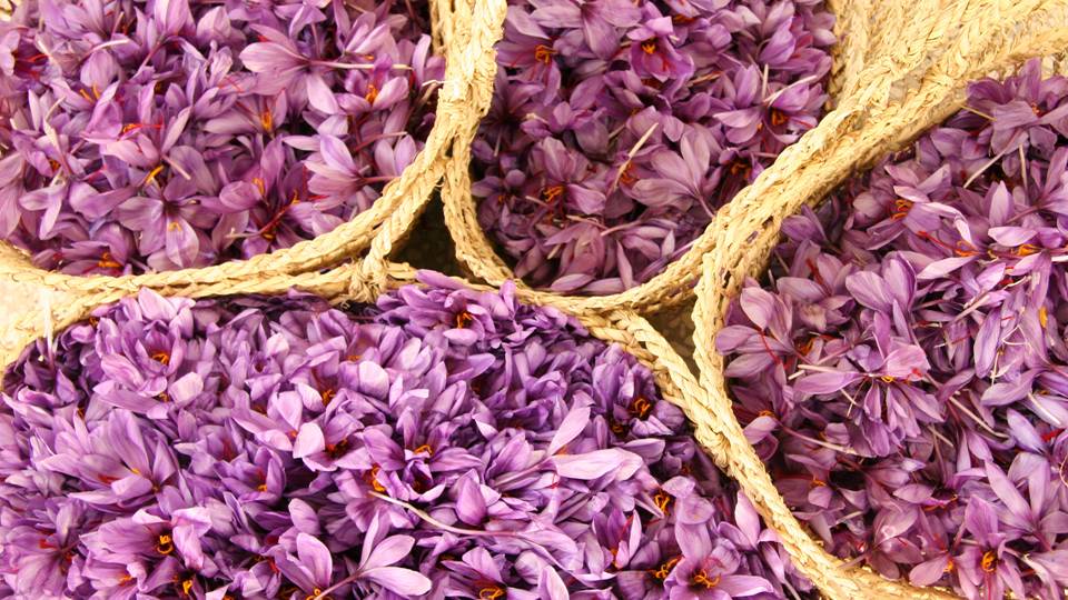 Saffron is irresistibly tantalizing drawing us in with its sultry, provoking aroma and passionate, seductive energy. -- Saffron Magical Properties and Uses