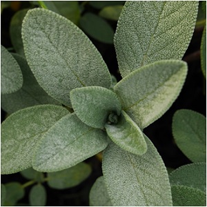Garden Sage - Sage Magical Properties and Uses - Elune Blue (300x300)