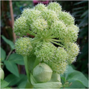 Angelica can be grown near the home to provide protection. Use it in purification baths to cleanse negative energy. Smoking angelica leaves is said to cause visions. -- Angelica Magical Properties and Uses #Herbs for Imbolc