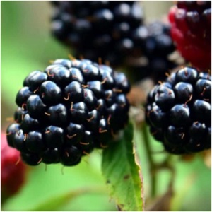 Blackberry is associated with Brigit, the Celtic goddess of poetry and healing who is honored on Imbolc. Blackberry is a powerful healing plant, and it is believed that passing under a blackberry bramble bush that forms a natural arch can heal all sorts of maladies. -- Blackberry Magical Properties and Uses | Herbs for Imbolc