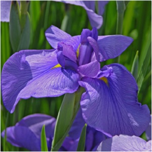Considered a birth flower of February, Iris shares a name with the goddess of rainbows and new beginnings. Iris flower and orris root both can be used in rituals for purification. Place fresh iris flowers in an area you wish to usher in vibrant, cleansing energy. -- Iris Magical Properties and Uses #Imbolc
