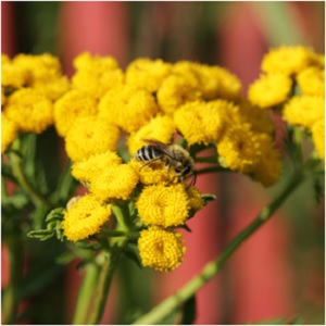 Tansy was gifted to Ganymede to make him undying, thus it is often included in spells and rituals for longevity. It has had a myriad of funerary uses, from packed into coffins with the dead tobiscuits of tansy and caraway served to those mourning the departed. Ants particularly do not like tansy, however bees have been known to be calmed by its smoke. -- Tansy Magical Properties and Uses #Imbolc