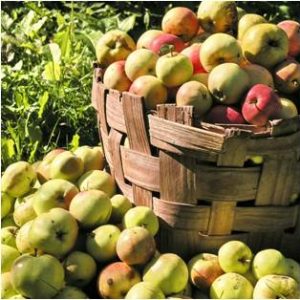Apple Basket - Magical Herbs Apple - Elune Blue (Featured Image)