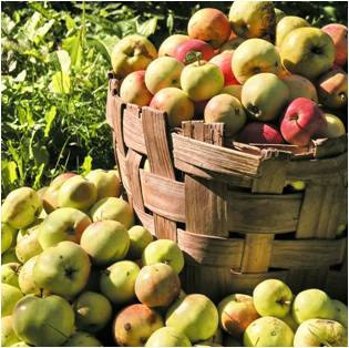 Apple Basket - Magical Herbs Apple - Elune Blue (Featured Image)