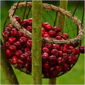 Cherries in a Basket - Cherry Magical Properties - Elune Blue
