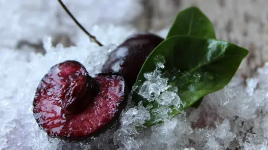 A cherry cut in half and two cherry leaves, nesting in crushed ice.