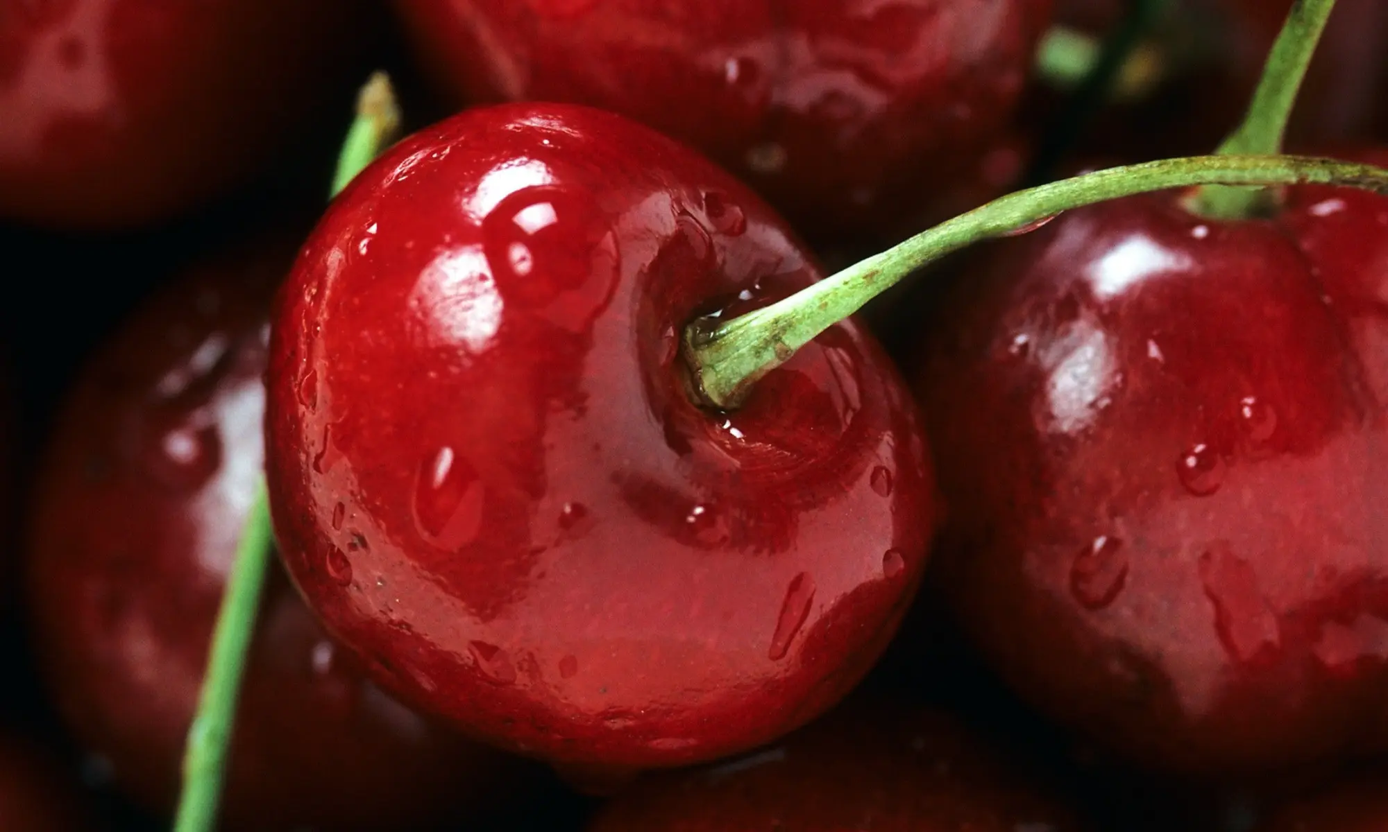 Close-up on moistened cherries.