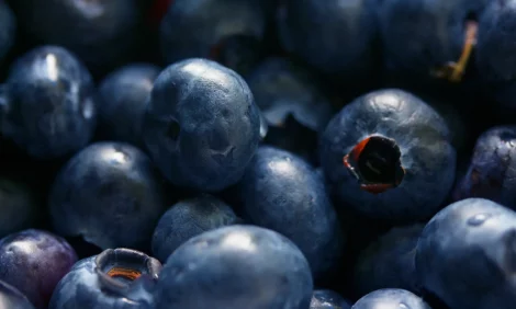 Close-up of grayish-blue bilberries.