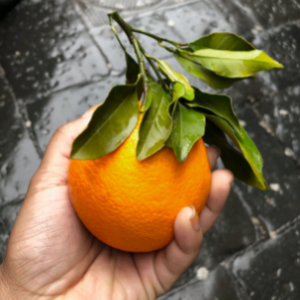 A person holding an orange with stem and leaves still attached over a wet concrete floor.