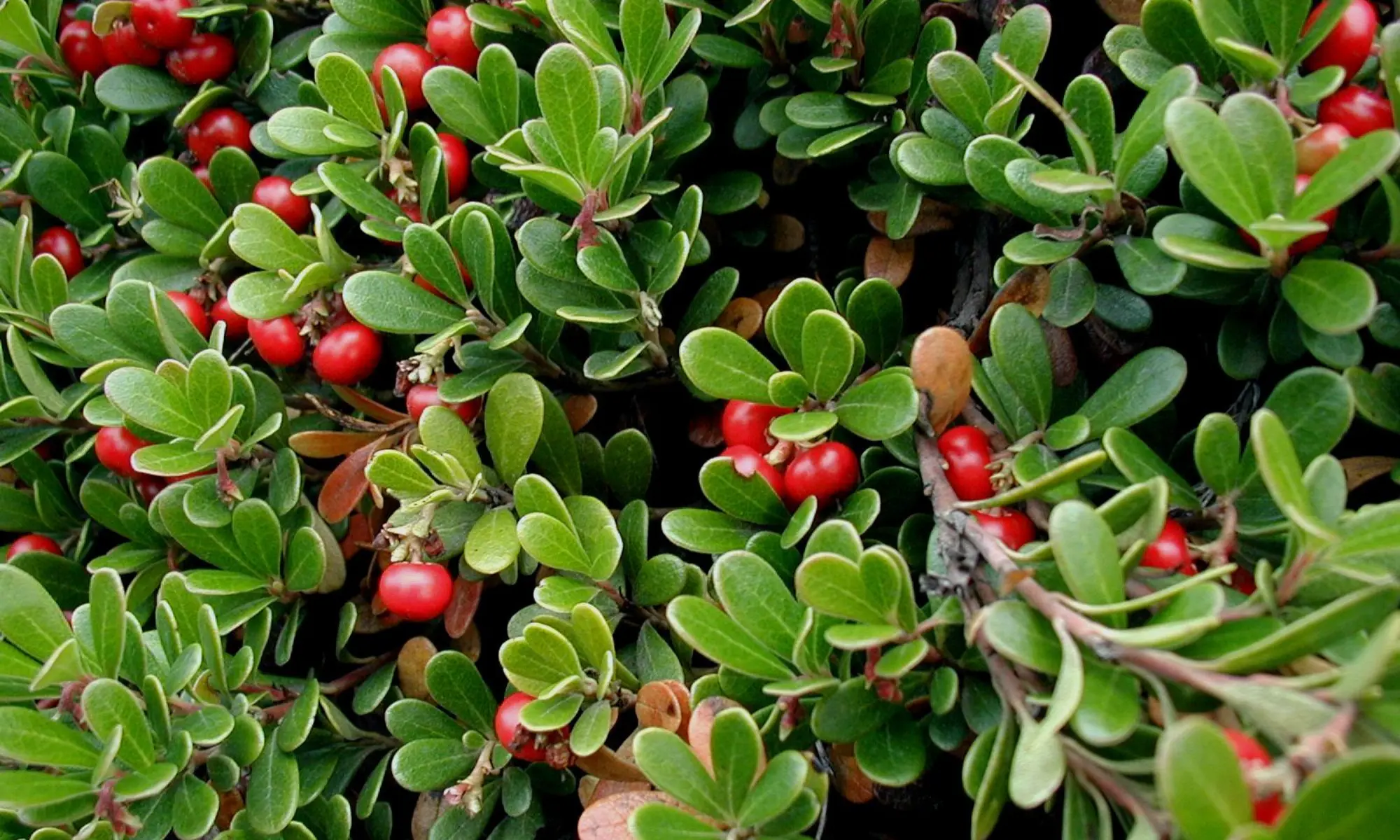 A wallpaper view of uva ursi berries and leaves.