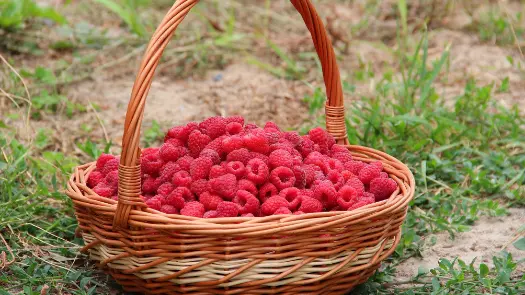 A basket full of red raspberries sitting on the grass.