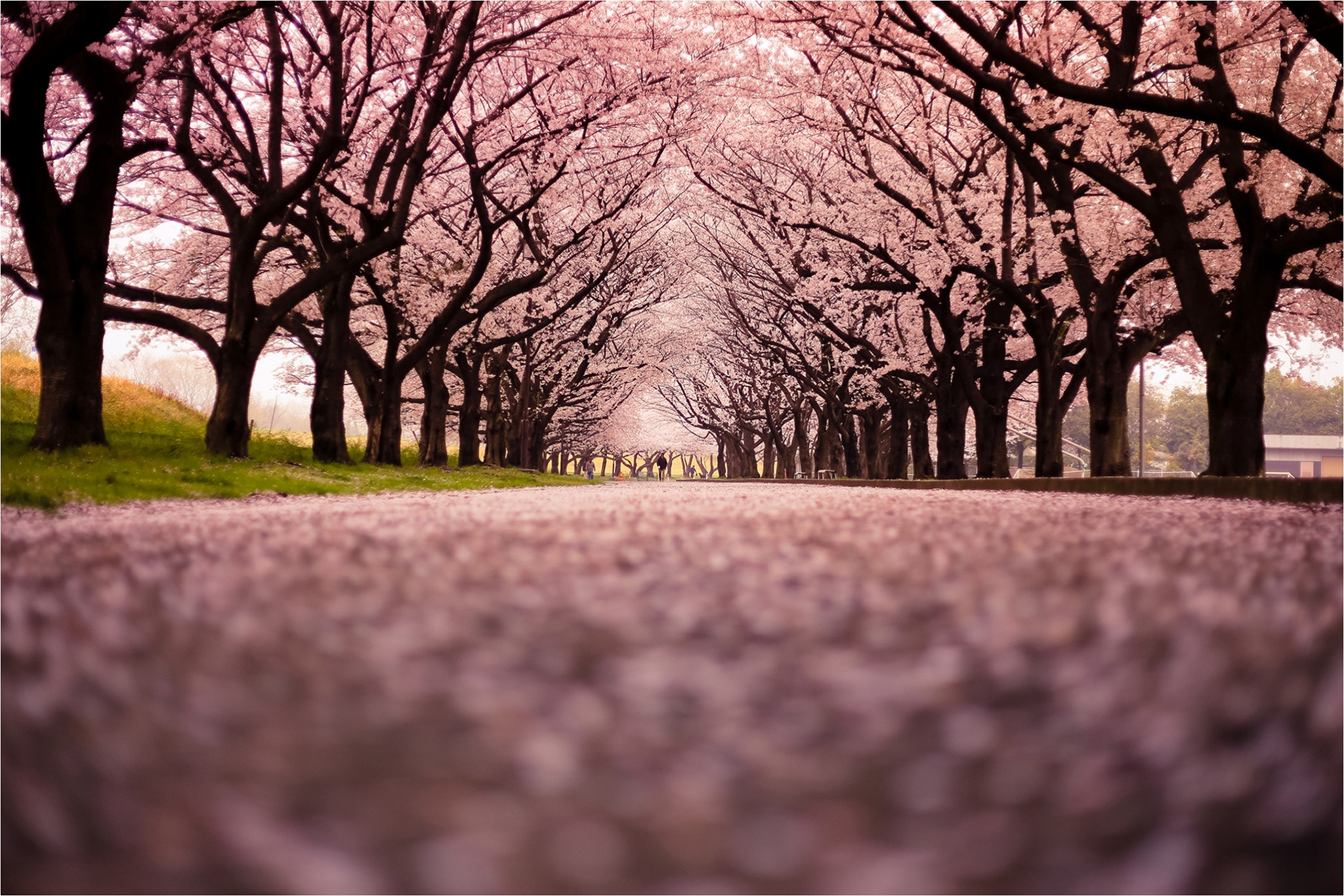 Cherry Blossom Path - Cherry Blossom Magical Properties - Elune Blue (Hero)