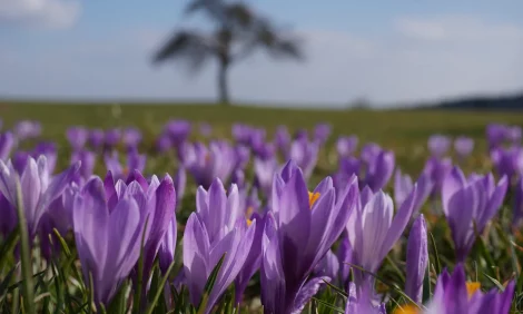 A field full of Saffron flowers with a tree in the background.