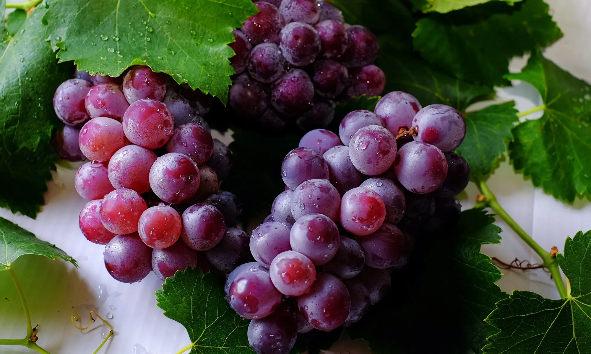 Bunches of dewy purple grapes on the vine.