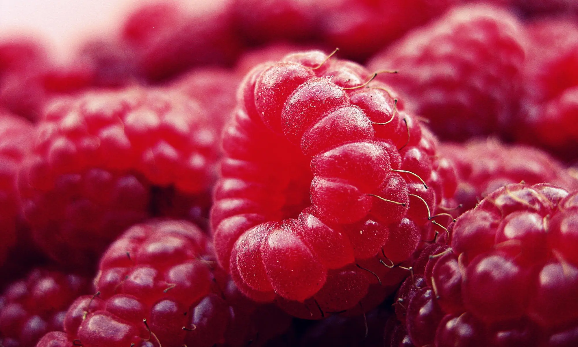 Close-up on bright red raspberries.