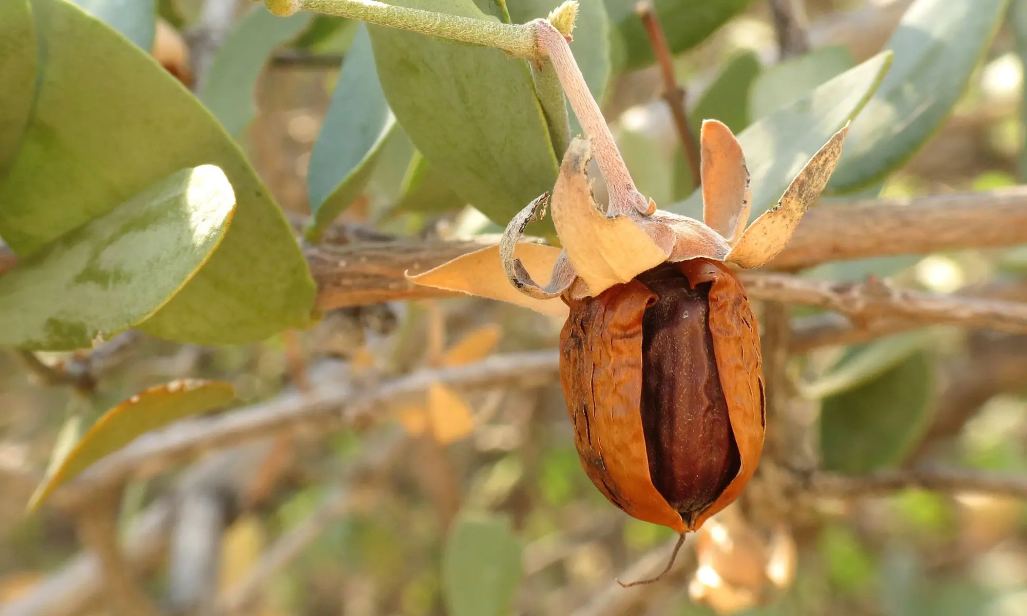 A jojoba nut hanging from a tree.