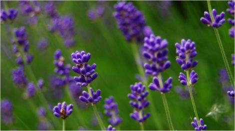 Lavender - Lavender Magical Properties and Uses - Elune Blue (800x445)