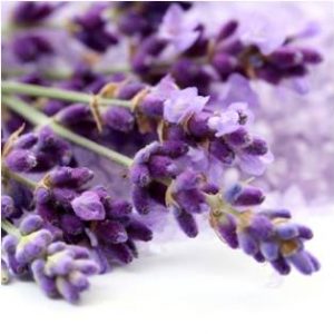 Lavender - Magical Herbs Lavender - Elune Blue (Featured Image)