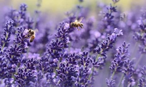 A close-up of bees pollinating lavender flowers.