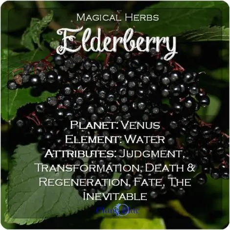 Magical Herbs Elderberry - Elune Blue