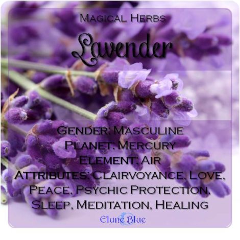 Magical Herbs Lavender - Elune Blue