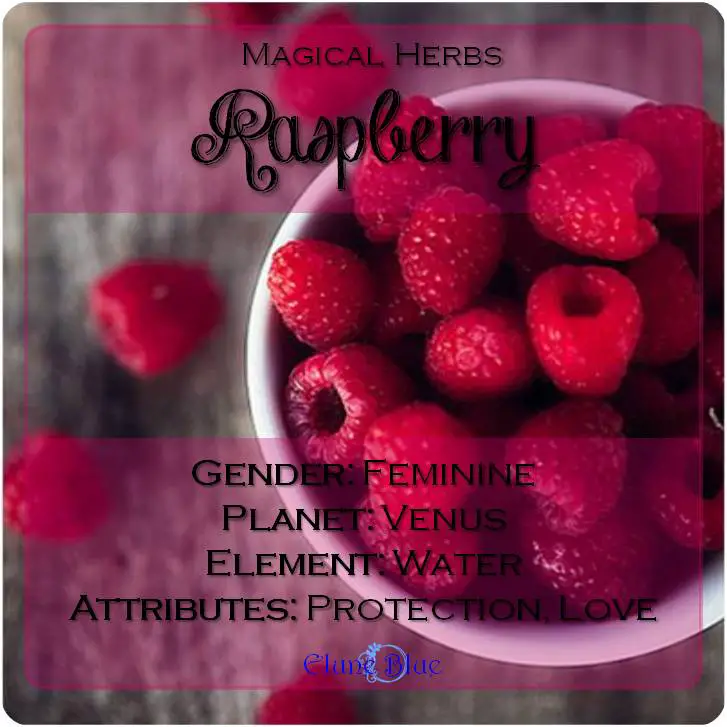 Magical Herbs Raspberry - Elune Blue