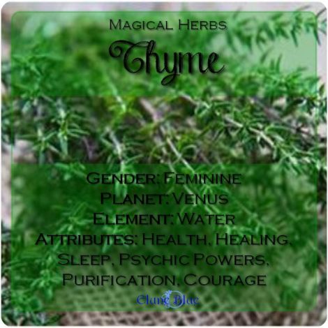 Magical Herbs Thyme - Elune Blue