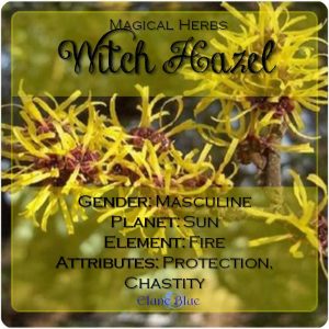 Magical Herbs Witch Hazel - Elune Blue