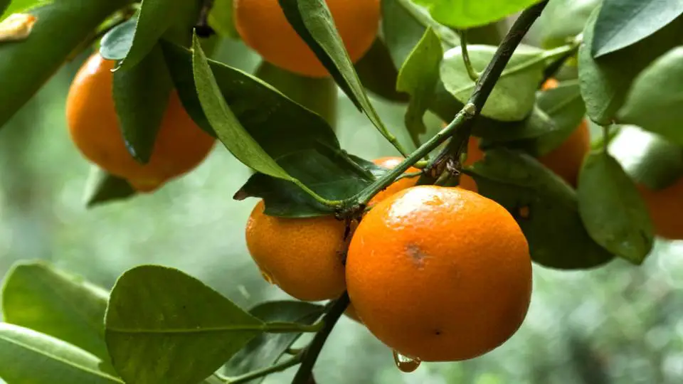 Orange on Tree - Orange Magical Properties and Uses - Elune Blue