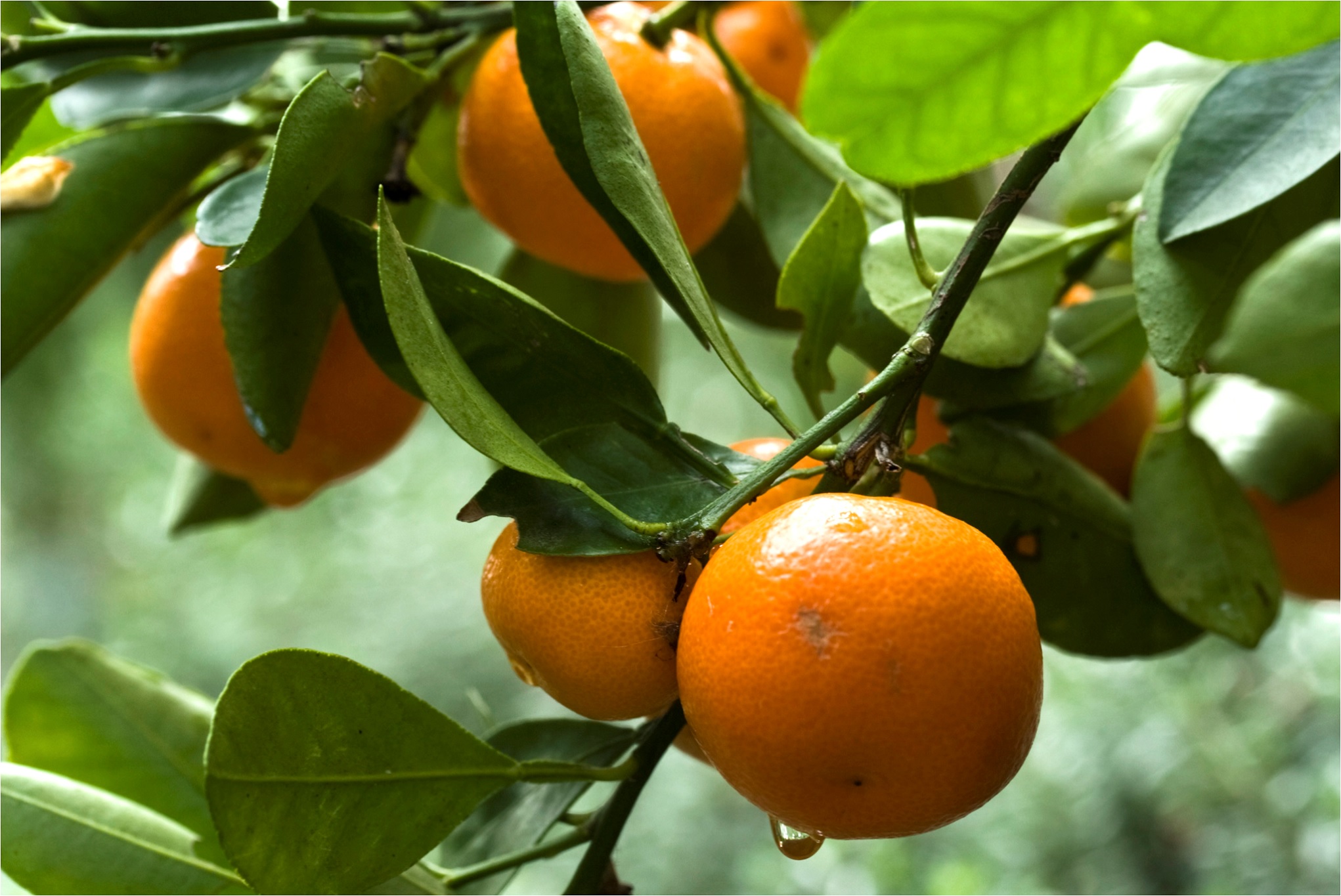 Oranges on Tree - Orange Magical Properties - Elune Blue