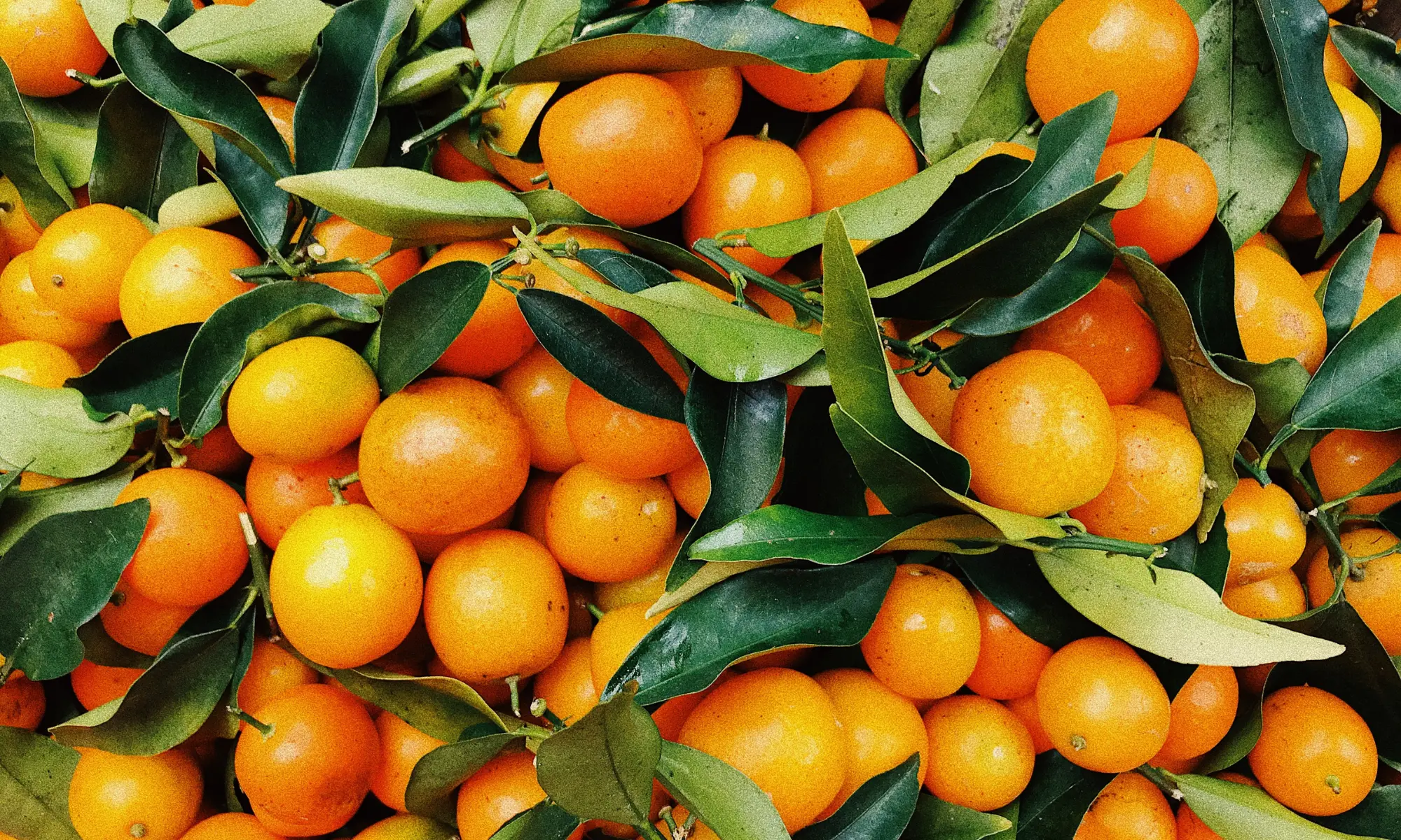 A pile of oranges and orange leaves.