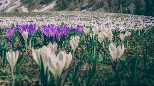 A field full of purple and white crocus flowers near a mountainside.