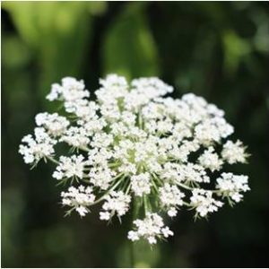 Queen Annes Lace - Magical Herbs Queen Annes Lace - Elune Blue (Featured Image)