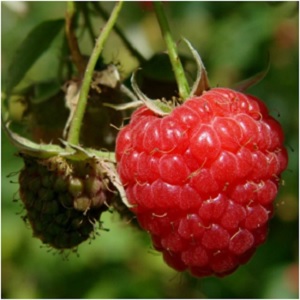 Raspberries are used prominently in pregnancy. The leaves can be carried during pregnancy and childbirth to lessen the pain. -- Raspberry Magical Properties