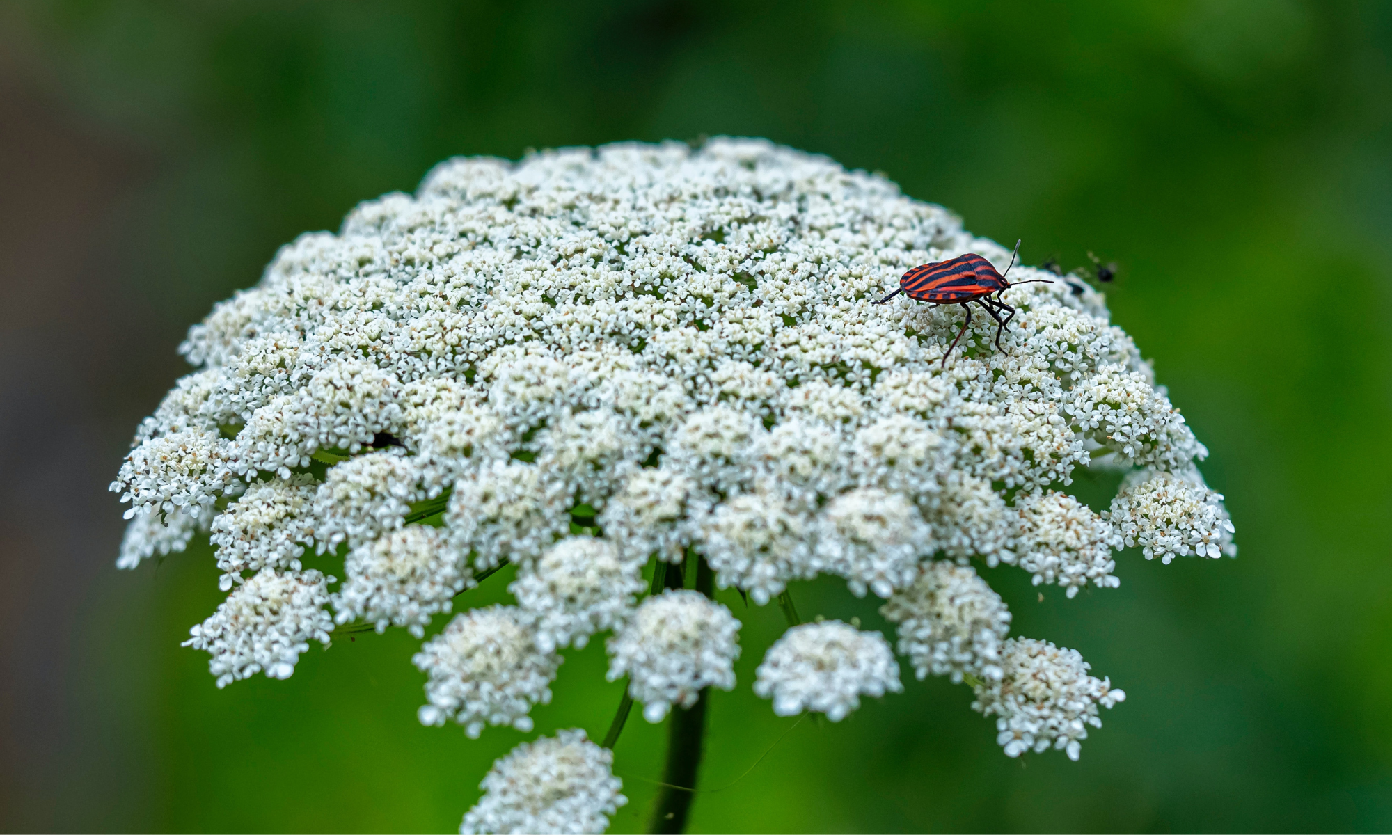 A red bug perched atop a Queen Anne's Lace flower.