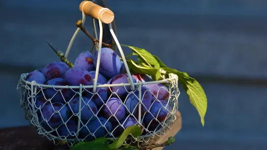 Reddish purple grapes in a white, chain-link basket.