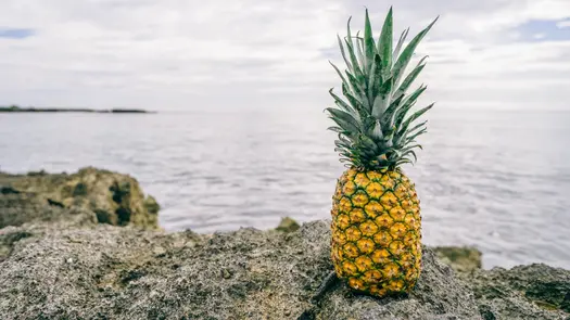 A pineapple sitting on rocks near a body of water.