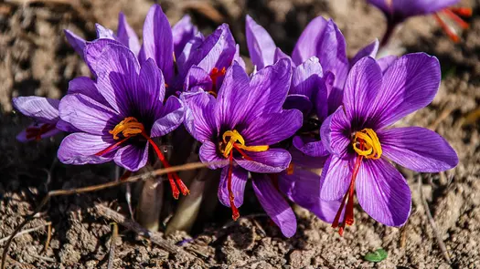 Saffron flowers in dirt.
