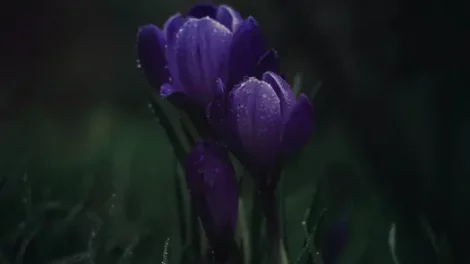 A deep purple Crocus flower moistened with water.
