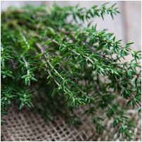 Thyme - Magical Herbs Thyme - Elune Blue (Featured Image)