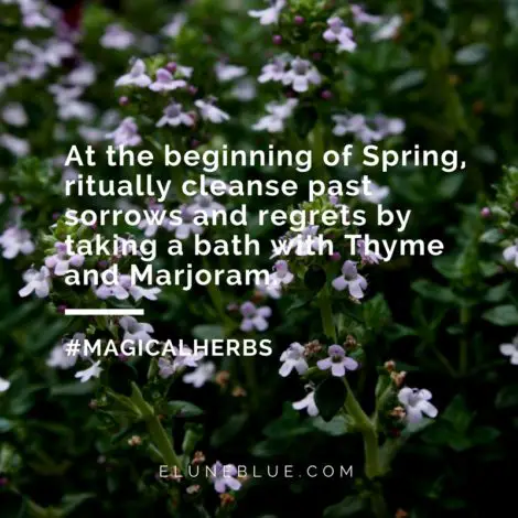 In the beginning of Spring, ritually cleanse past sorrows and regrets by taking a bath with Thyme and Marjoram. -- Thyme Magical Properties and Uses