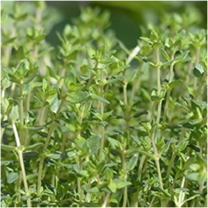 Thyme Seeds (500 count) - RDR Seeds - Elune Blue (300x300)