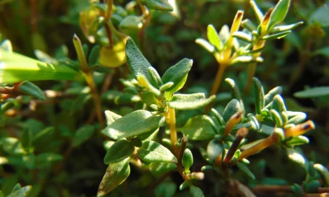 Close-up on thyme plant in the sun.