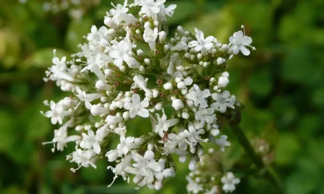 A close-up of white valerian flowers.
