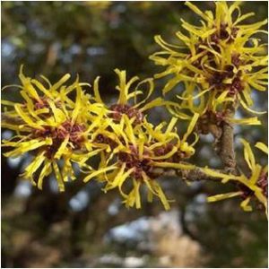 Witch Hazel - Magical Herbs Witch Hazel - Elune Blue (Featured Image)